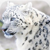 Leopard Wallpapers