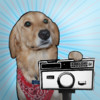 PhotoDog