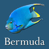 Bermuda Reef Life HD