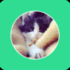 Cats of Instagram