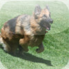 German Shepherd Training Tips