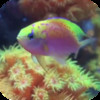 Fish Tank HD