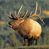 Majestic Elk