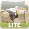 Bright Puzzles: Birds Lite