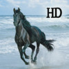 123Horse HD