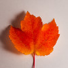 Autumn Leaves HD